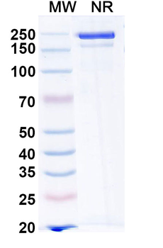 Ormutivimab Human Monoclonal Antibody