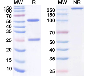 Mazorelvimab Human Monoclonal Antibody