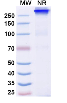 Bafisontamab Human Monoclonal Antibody