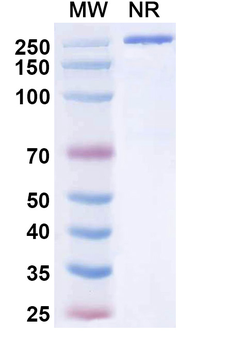 Tuvonralimab Human Monoclonal Antibody