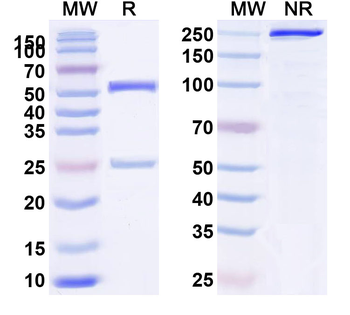 Tecaginlimab Human Monoclonal Antibody