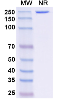 Anumigilimab Human Monoclonal Antibody