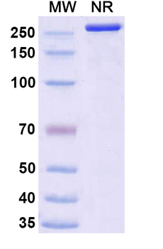 Ivicentamab Human Monoclonal Antibody