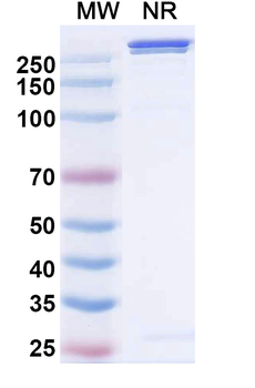 Lorigerlimab Human Monoclonal Antibody