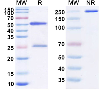 Plonmarlimab Human Monoclonal Antibody