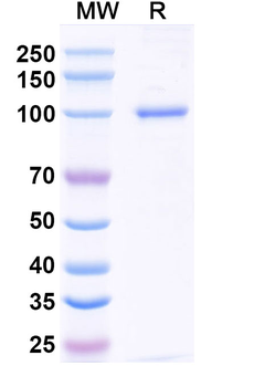 Tarlatamab Human Monoclonal Antibody