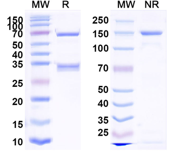 Obrindatamab Human Monoclonal Antibody
