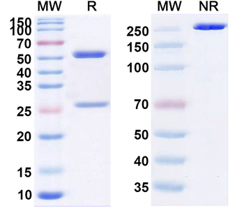 Ebdarokimab Human Monoclonal Antibody