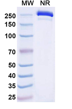 Dafsolimab Mouse Monoclonal Antibody