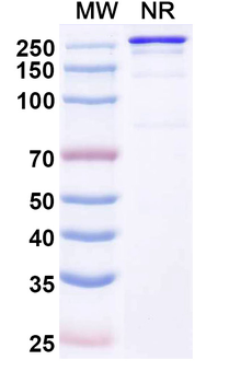Anbenitamab Human Monoclonal Antibody