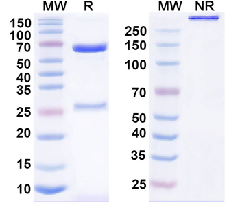 Acasunlimab Human Monoclonal Antibody