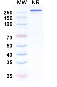 Amivantamab Biosimilar Antibody, Research Grade (EGFR/c-Met)