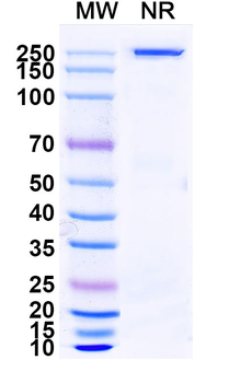 Evinacumab Human Monoclonal Antibody