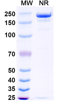 Ansuvimab Human Monoclonal Antibody
