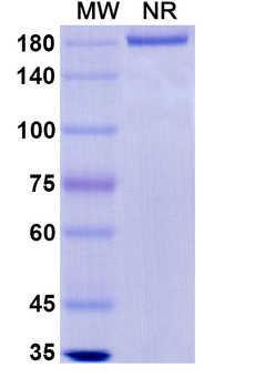 Odesivimab Human Monoclonal Antibody