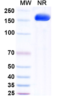 Maftivimab Human Monoclonal Antibody