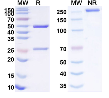 Satralizumab Human Monoclonal Antibody