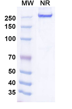 Inebilizumab Human Monoclonal Antibody