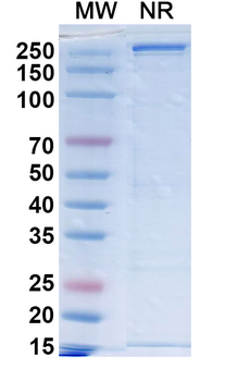 Sacituzumab Human Monoclonal Antibody