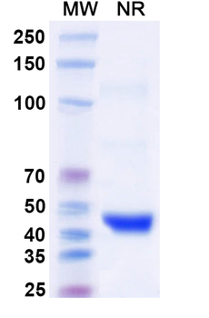 Eptinezumab Human Monoclonal Antibody