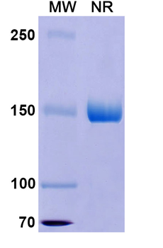 Crizanlizumab Human Monoclonal Antibody
