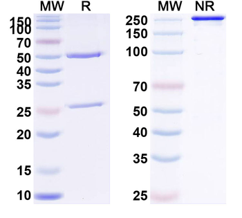 Ravulizumab Human Monoclonal Antibody