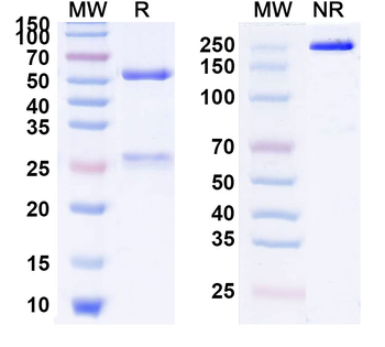 Mogamulizumab Human Monoclonal Antibody