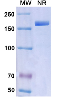 Fremanezumab Human Monoclonal Antibody
