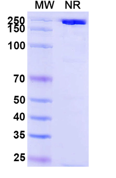 Erenumab Human Monoclonal Antibody