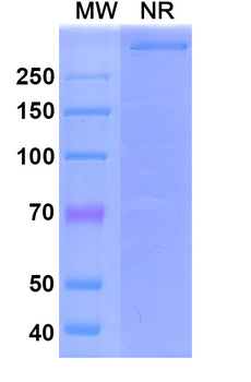 Emapalumab Human Monoclonal Antibody