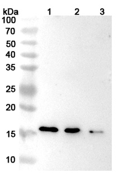 Emapalumab Human Monoclonal Antibody