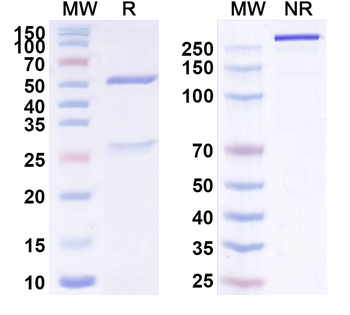Sarilumab Human Monoclonal Antibody