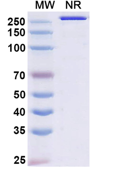 Durvalumab Human Monoclonal Antibody