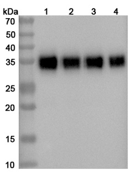 Durvalumab Human Monoclonal Antibody