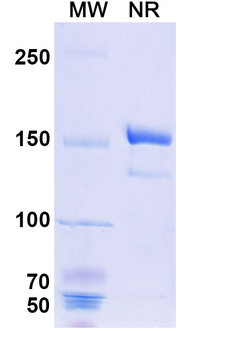 Benralizumab Human Monoclonal Antibody