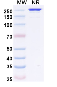 Reslizumab Human Monoclonal Antibody