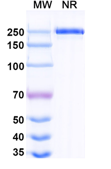 Olaratumab Human Monoclonal Antibody