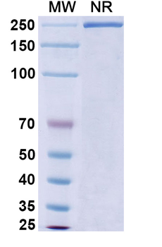 Obiltoxaximab Chimeric Monoclonal Antibody