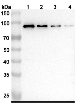 Obiltoxaximab Chimeric Monoclonal Antibody