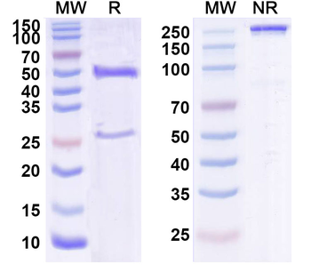 Ixekizumab Human Monoclonal Antibody