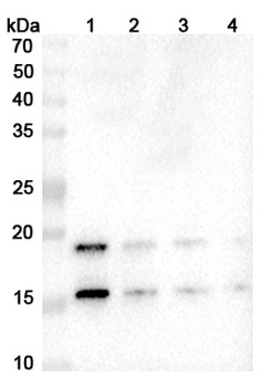 Ixekizumab Human Monoclonal Antibody