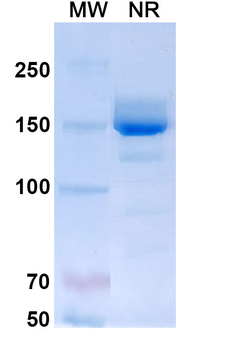 Mepolizumab Human Monoclonal Antibody