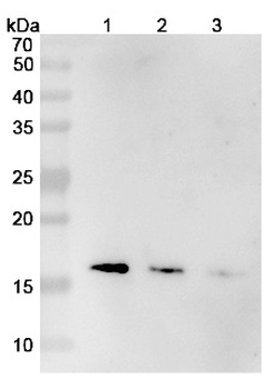 Mepolizumab Human Monoclonal Antibody