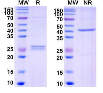 Idarucizumab Human Monoclonal Antibody