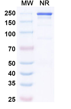 Secukinumab Human Monoclonal Antibody