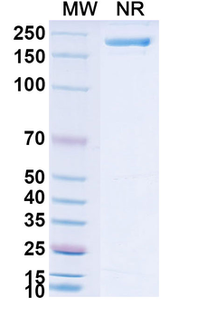 Nivolumab Human Monoclonal Antibody