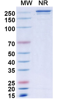 Elotuzumab Human Monoclonal Antibody