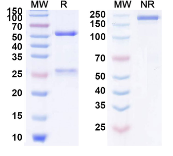 Alirocumab Human Monoclonal Antibody