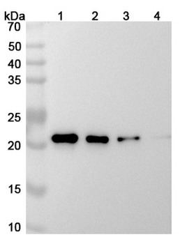 Siltuximab Chimeric Monoclonal Antibody