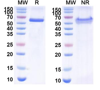 CD19/CD3 epsilon Blinatumomab Mouse Monoclonal Antibody